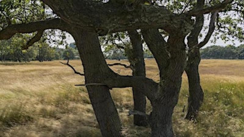 Avondwandeling  met de  boswachter