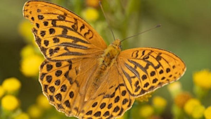 Dwalen door de zomerse duinen