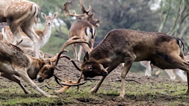 Bronstexcursie wandeling