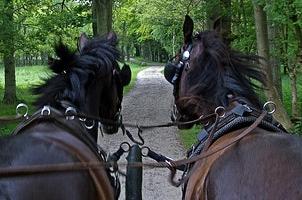 Tocht met paard & wagen: weg van het water
