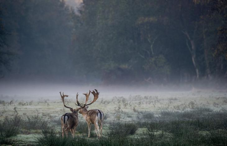 Sfeerplaatje van ‘s morgens vroeg