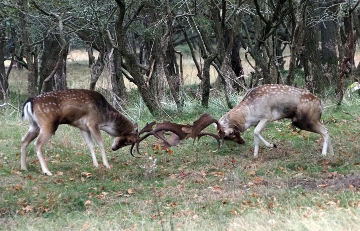 Treffen gedurende de bronst