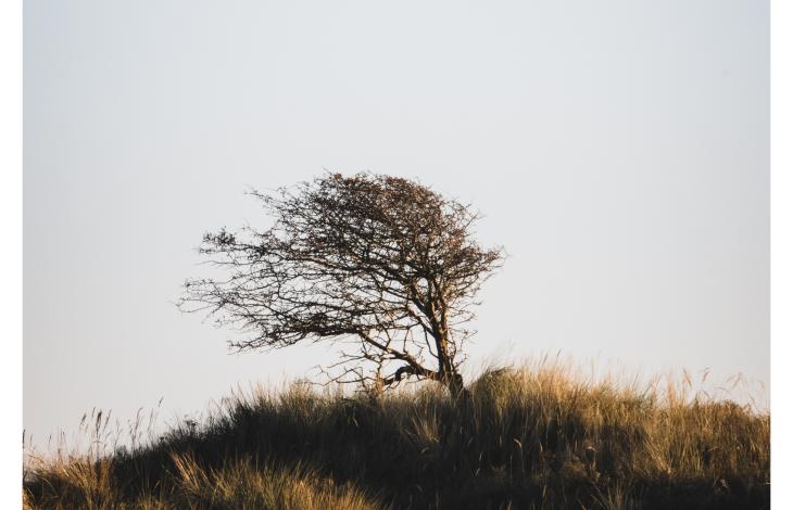 Prachtige boom door de wind schuin gegroeid