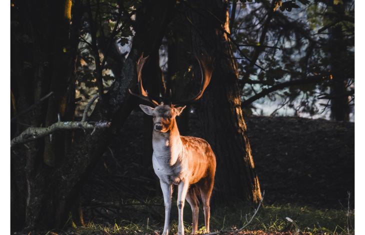 Elegant hert in gouden zonlicht tussen de bomen