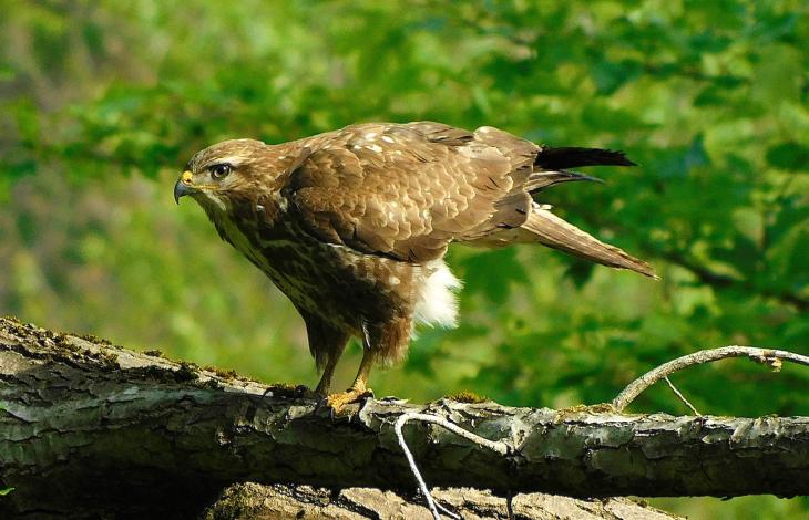 Buizerd betrapt