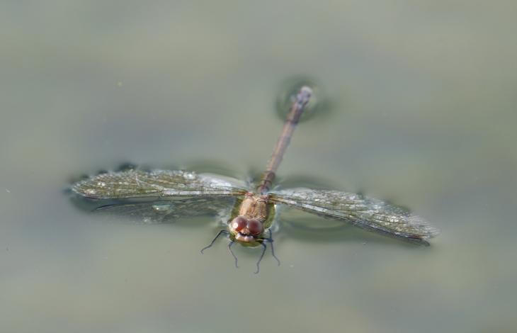 Bruinrode heidelibel