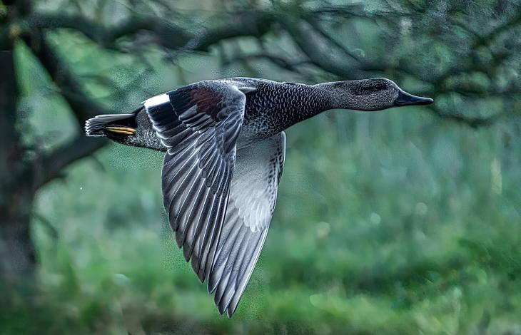 Wilde ganzen in vogelvlucht