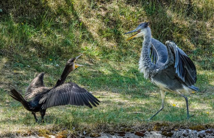 Confrontatie tussen een aalscholver en blauwe reiger