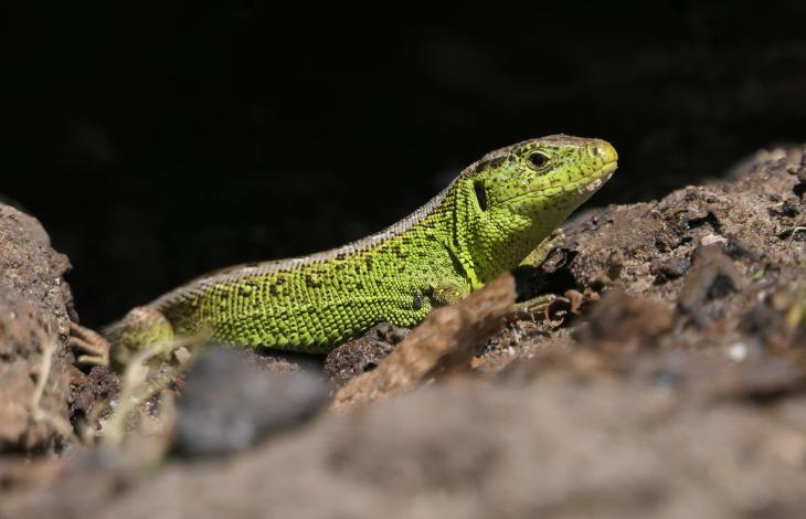 Zandhagedis