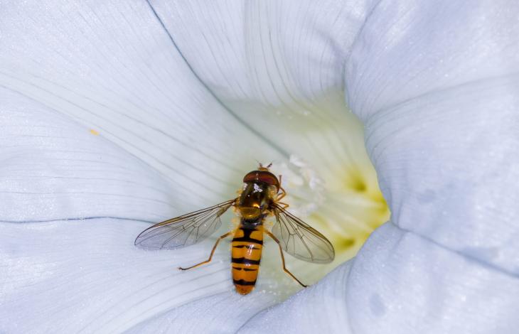 Macro