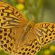 Dwalen door zomerse duinen