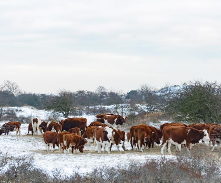 Koeien in de AWD?