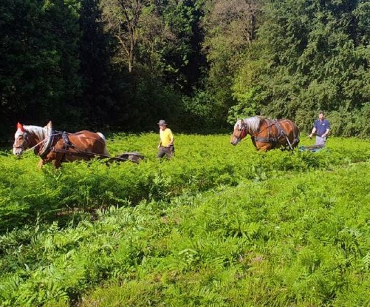 Paarden aan het werk